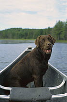 Chocolate Labrador Retriever (Canis familiaris) portrait sitting in a canoe out on a lake