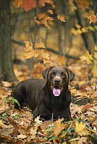 Chocolate Labrador Retriever (Canis familiaris) adult portrait among fall-colored leaves