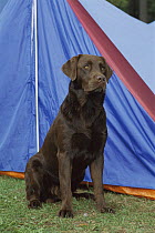 Chocolate Labrador Retriever (Canis familiaris) adult portrait sitting outside of a camping tent