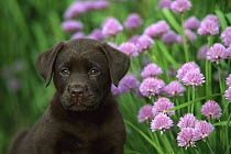 Chocolate Labrador Retriever (Canis familiaris) portrait of a puppy sitting next to blooming chives in herb garden
