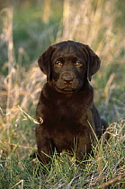 Chocolate Labrador Retriever (Canis familiaris) portrait of a puppy sitting in a meadow