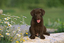 Chocolate Labrador Retriever (Canis familiaris) portrait of a puppy sitting near daisies in garden
