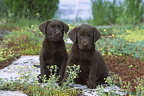 Chocolate Labrador Retriever (Canis familiaris) portrait of two puppies sitting together