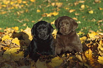 Black and Chocolate Labrador Retrievers (Canis familiaris) sitting together among fallen autumn leaves