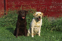 Labrador Retriever (Canis familiaris) a Chocolate and a Yellow Labrador Retriever sitting together