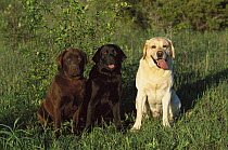 Labrador Retriever (Canis familiaris) three adults, a Black, Chocolate and Yellow Labrador Retriever sitting together
