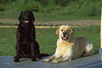 Labrador Retriever (Canis familiaris) a Black and a Yellow Labrador Retriever sitting together
