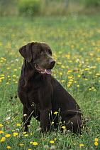 Chocolate Labrador Retriever (Canis familiaris) adult portrait sitting in meadow