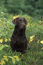 Chocolate Labrador Retriever (Canis familiaris) adult portrait