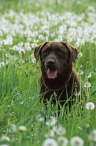 Chocolate Labrador Retriever (Canis familiaris) adult portrait in a field of dandelions