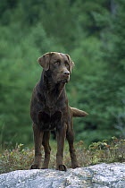 Chocolate Labrador Retriever (Canis familiaris) adult portrait