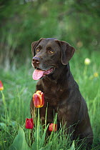 Chocolate Labrador Retriever (Canis familiaris) adult portrait amid tulips