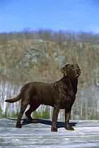 Chocolate Labrador Retriever (Canis familiaris) adult portrait standing on dock