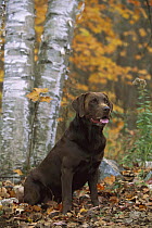 Chocolate Labrador Retriever (Canis familiaris) adult portrait in autumn forest