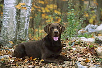 Chocolate Labrador Retriever (Canis familiaris) adult portrait reclining in autumn forest