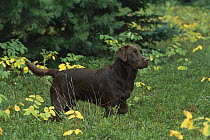 Chocolate Labrador Retriever (Canis familiaris) adult portrait in grassy field