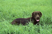 Chocolate Labrador Retriever (Canis familiaris) adult portrait reclining in grassy field