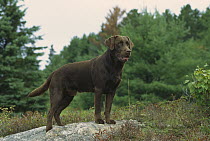 Chocolate Labrador Retriever (Canis familiaris) adult portrait on rock