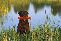Chocolate Labrador Retriever (Canis familiaris) adult on lake shore with training dummy in its mouth