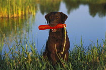 Chocolate Labrador Retriever (Canis familiaris) adult on lake shore with training dummy in its mouth