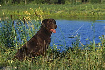Chocolate Labrador Retriever (Canis familiaris) adult portrait amid cattails at lakeside