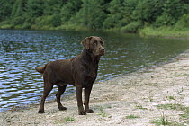 Chocolate Labrador Retriever (Canis familiaris) adult portrait on sandy lake shore