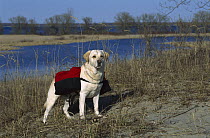 Yellow Labrador Retriever (Canis familiaris) on hike near lake wearing backpack