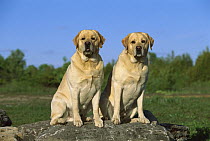 Yellow Labrador Retriever (Canis familiaris) two adults sitting together on a large rock outdoors