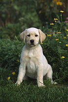 Yellow Labrador Retriever (Canis familiaris) portrait of a puppy sitting on grassy lawn near daisies