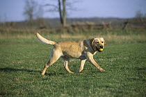 Yellow Labrador Retriever (Canis familiaris) adult playing with a tennis ball in the park