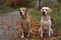 Yellow Labrador Retriever (Canis familiaris) two adults sitting on path among fall-colored leaves