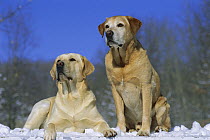 Yellow Labrador Retriever (Canis familiaris) two adults sitting together in snow