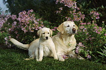 Yellow Labrador Retriever (Canis familiaris) mother and puppy resting on lawn near garden flowers