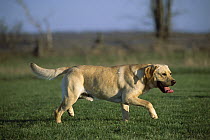 Yellow Labrador Retriever (Canis familiaris) adult playing in park
