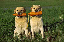 Yellow Labrador Retriever (Canis familiaris) two adults sitting side by side with training dummies in their mouths