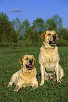 Yellow Labrador Retriever (Canis familiaris) pair sitting together in grassy field