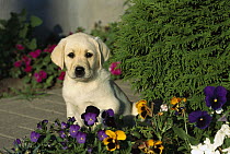 Yellow Labrador Retriever (Canis familiaris) portrait of puppy sitting among pansies