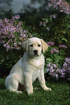 Yellow Labrador Retriever (Canis familiaris) portrait of puppy sitting among garden flowers