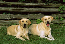 Yellow Labrador Retriever (Canis familiaris) two adults laying side by side on grass