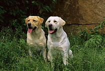 Yellow Labrador Retriever (Canis familiaris) two adults sitting together in tall grass, one with a yellow coat and one with a white coat