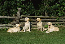 Yellow Labrador Retriever (Canis familiaris) four adults sitting together along fence