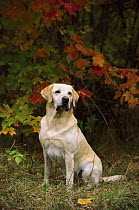 Yellow Labrador Retriever (Canis familiaris) adult sitting among fall-colored leaves