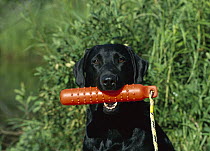 Black Labrador Retriever (Canis familiaris) adult with a retrieving training dummy in its mouth