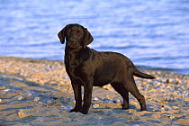 Black Labrador Retriever (Canis familiaris) puppy on beach