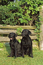 Black Labrador Retriever (Canis familiaris) mother and puppy sitting together