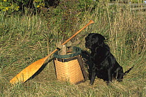 Black Labrador Retriever (Canis familiaris) adult with duck decoys and oar
