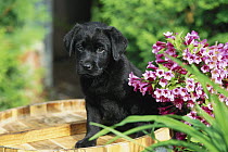 Black Labrador Retriever (Canis familiaris) puppy portrait sitting near blooming flowers in garden