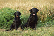 Black Labrador Retriever (Canis familiaris) mother and puppy sitting together