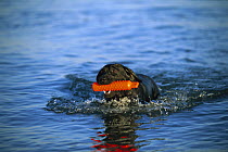Black Labrador Retriever (Canis familiaris) adult retrieving training dummy from water