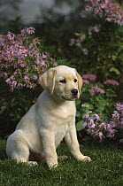 Yellow Labrador Retriever (Canis familiaris) portrait of a puppy sitting amid garden flowers